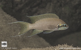 Neolamprologus brichardi 'Halembe'